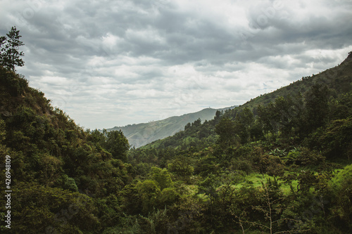 panoramic view of green trees in nature © Paredes Luis