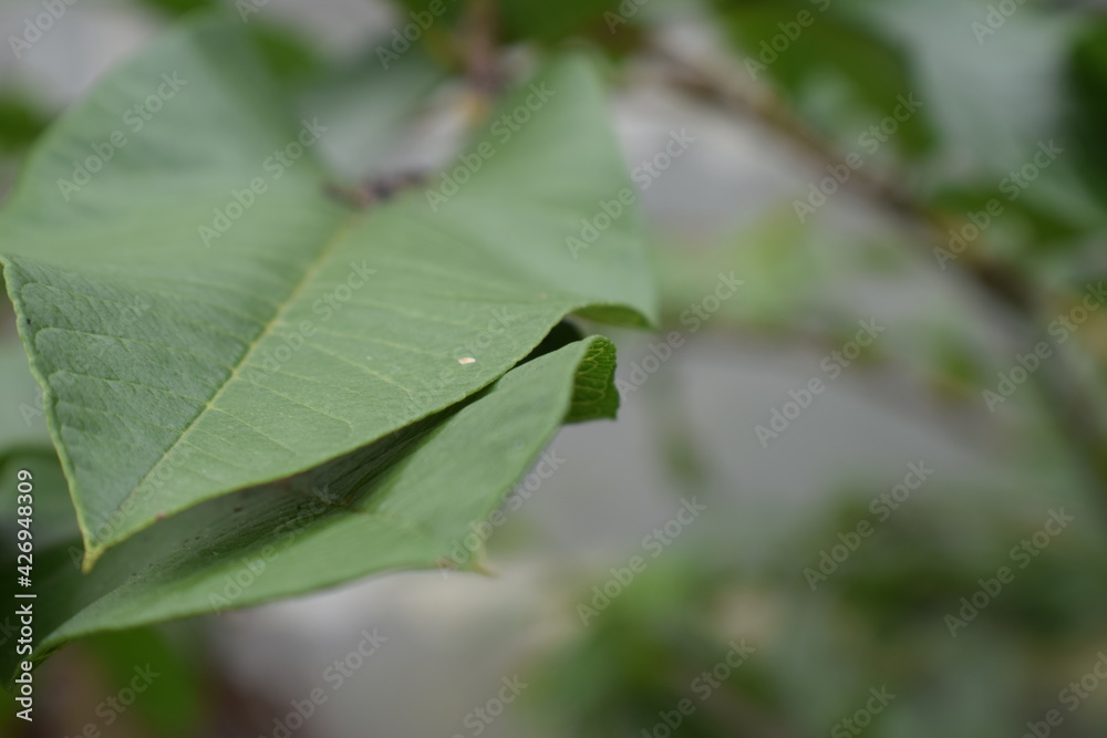 Hoja Verde Hoja Verde
