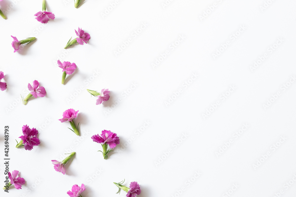 Pink flowers on white background. flat lay, top view, copy space