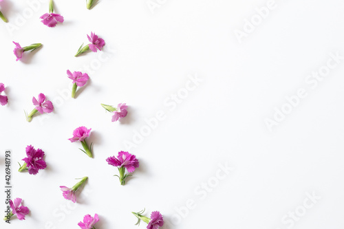 Pink flowers on white background. flat lay, top view, copy space