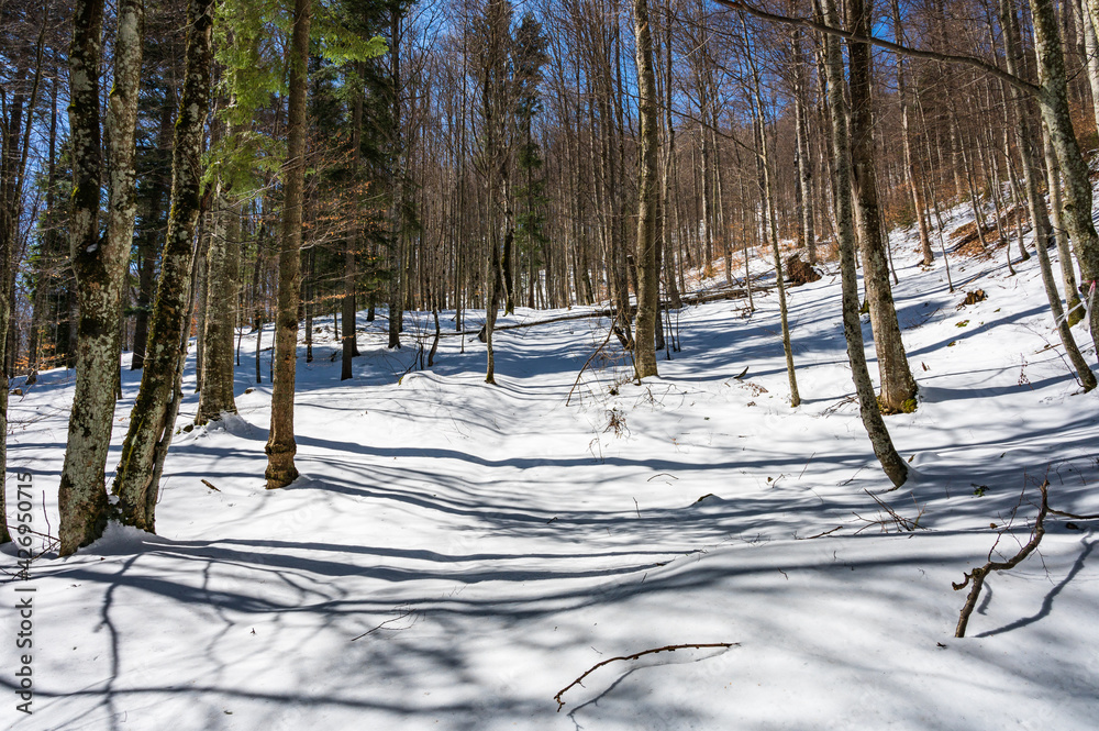 Snowy forest in winter
