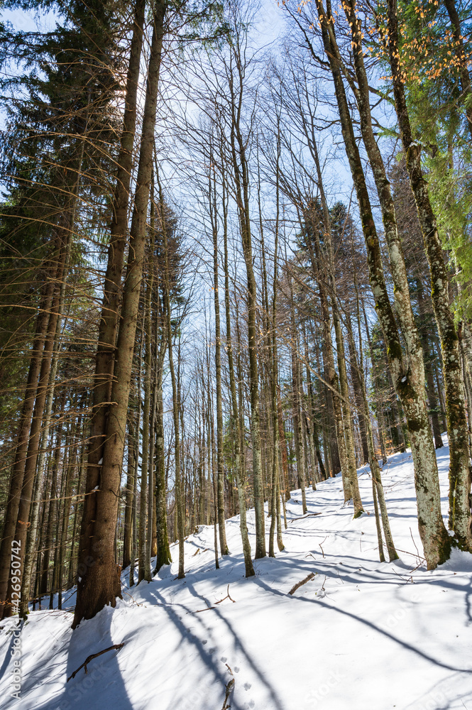 forest in winter