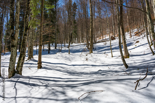 Obraz na płótnie Snowy forest in winter w salonie