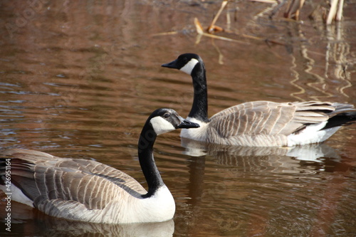 Geese Meeting On The Lake, Gold Bar Park, Edmonton, Alberta