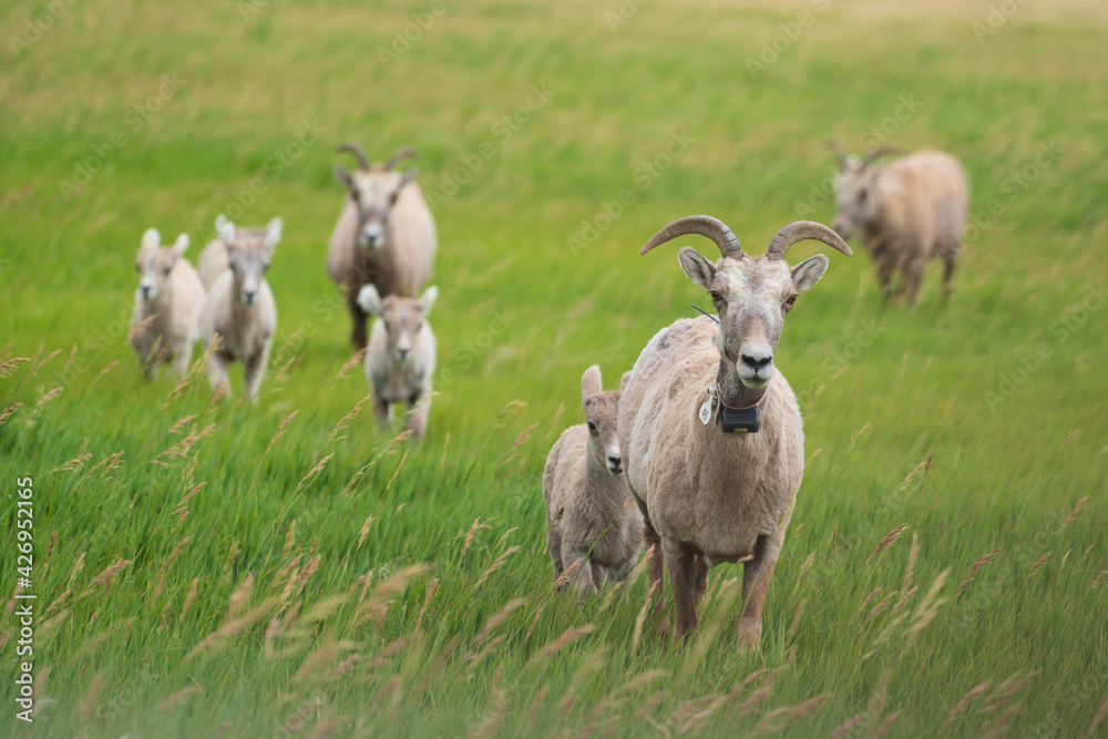 Obraz premium a herd of sheep standing on top of a lush green field