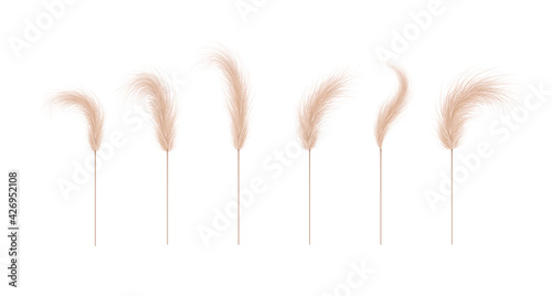 Pampas grass collection. Floral ornament elements in boho style. Vector illustration isolated on white background. Trendy design for wedding invitations, postcards, interior or flower arrangements.