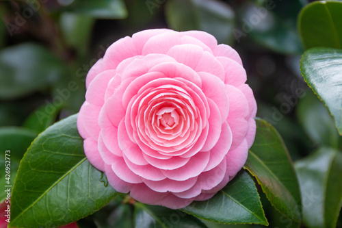 Large pink camellia blooming in spring