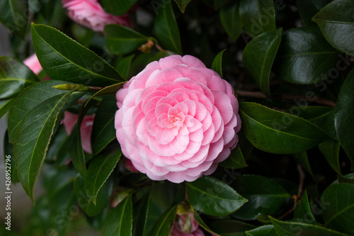 Large pink camellia blooming in spring