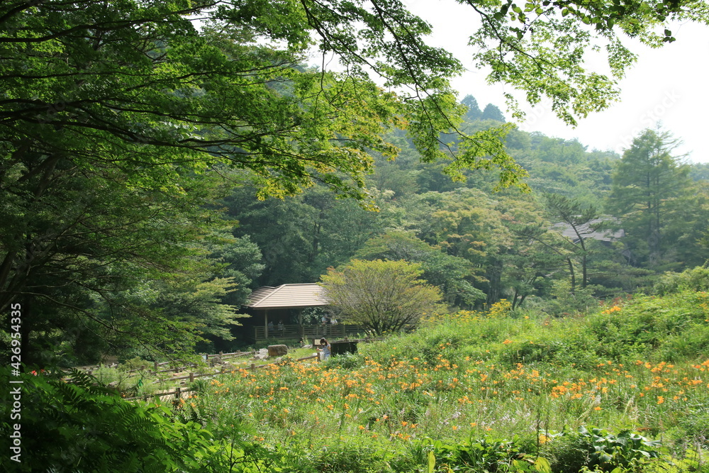 ニッコウキスゲが咲く夏の神戸・六甲高山植物園(8月)