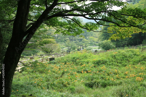 Fototapeta Naklejka Na Ścianę i Meble -  ニッコウキスゲが咲く夏の神戸・六甲高山植物園(8月)