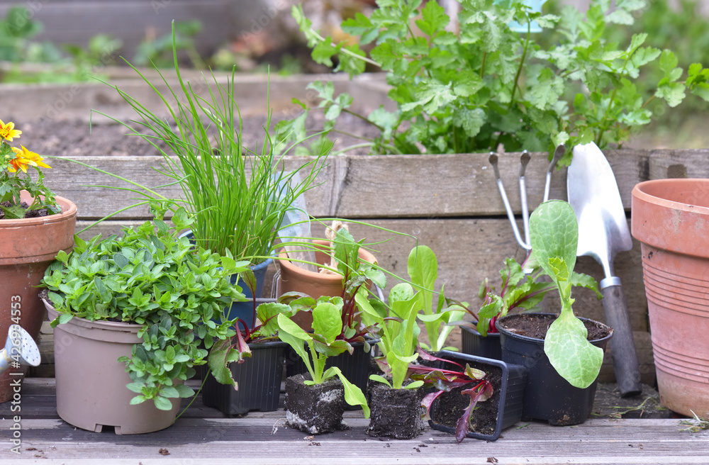 vegetable seedlings and aromatic plant with gardening equipment