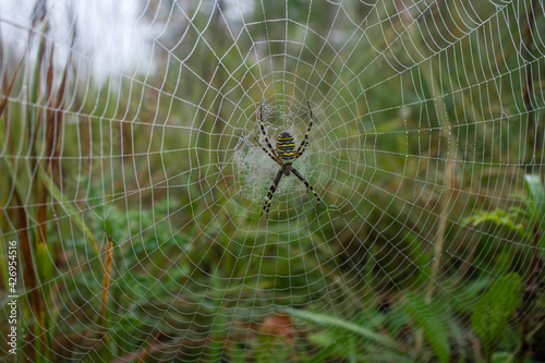 spider on web