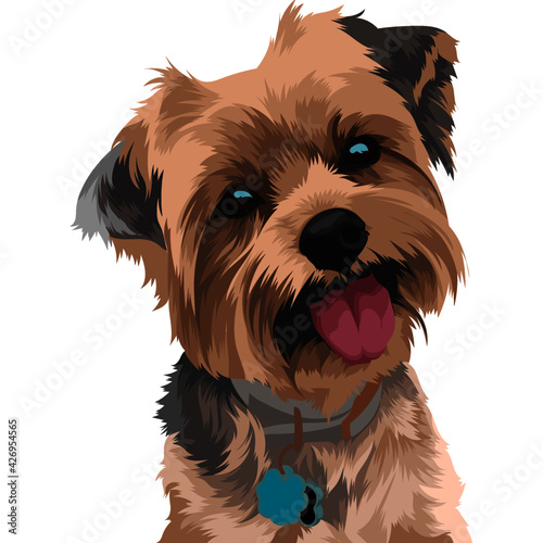 cute yorkshire terrier photo