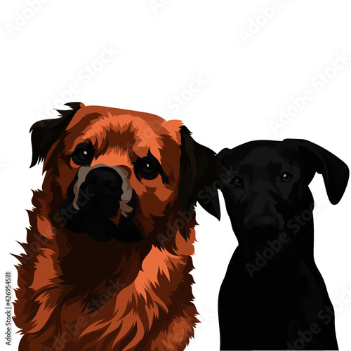 two dogs in a studio