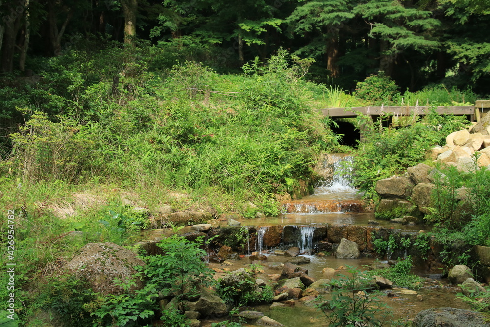 夏の神戸・六甲高山植物園(8月)	