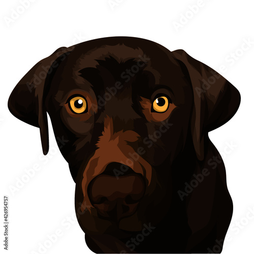 black labrador retriever