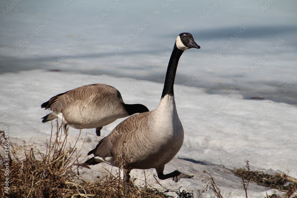 Geese Coming From Frozen Lake, William Hawrelak Park, Edmonton, Alberta Geese Coming From Frozen Lake, William Hawrelak Park, Edmonton, Alberta