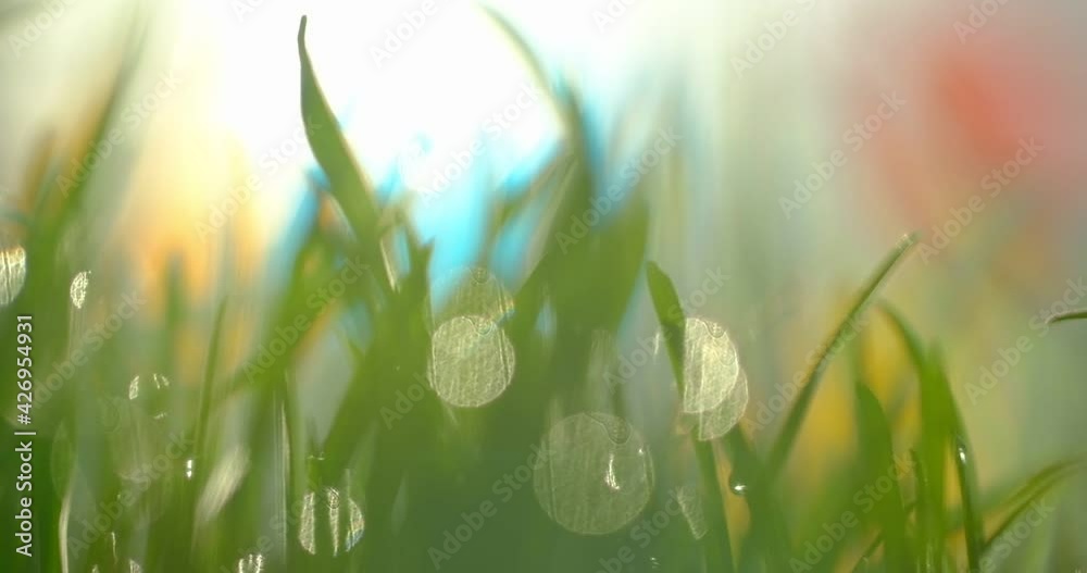 Fresh green grass with dew drops clips, dew drops on green grass footage, rain drops on green grass video. Closeup rotation Fresh green grass with dew drops clips, dew drops on green grass footage, rain drops on green grass video. Closeup rotation