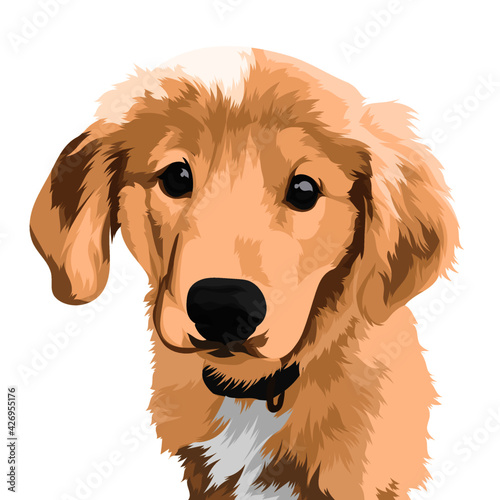 golden retriever dog