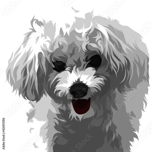 black and white dog