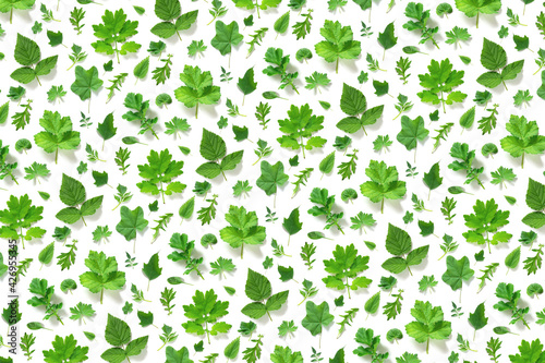Pattern of various natural green leaves on a white background  as a backdrop or texture. Spring  summer wallpaper for your design. Top view Flat lay