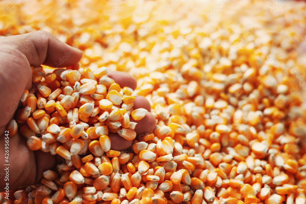 Farmers are using their hands to grasp the corn kernels to inspect Maize Farmers are using their hands to grasp the corn kernels to inspect Maize