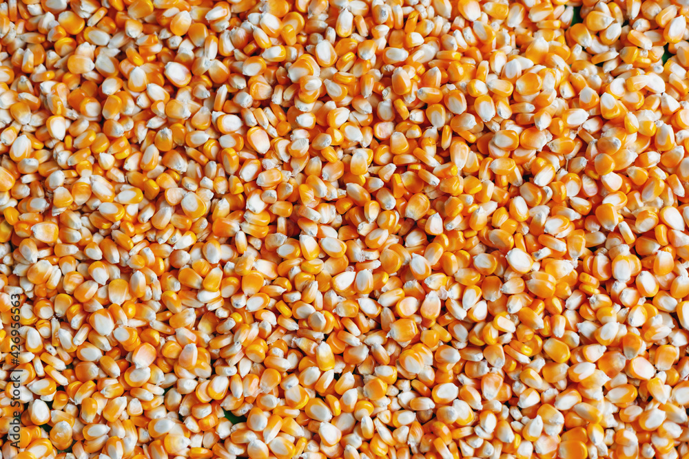 Corn kernels background image maize Corn kernels background image maize