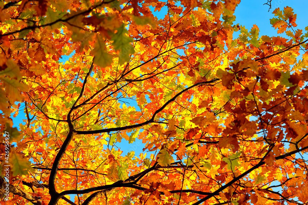 Beautiful natural autumn landscape with a view from the bottom to the trunks and tops of trees with golden bright orange autumn foliage against the sky. Beautiful natural autumn landscape with a view from the bottom to the trunks and tops of trees with golden bright orange autumn foliage against the sky.