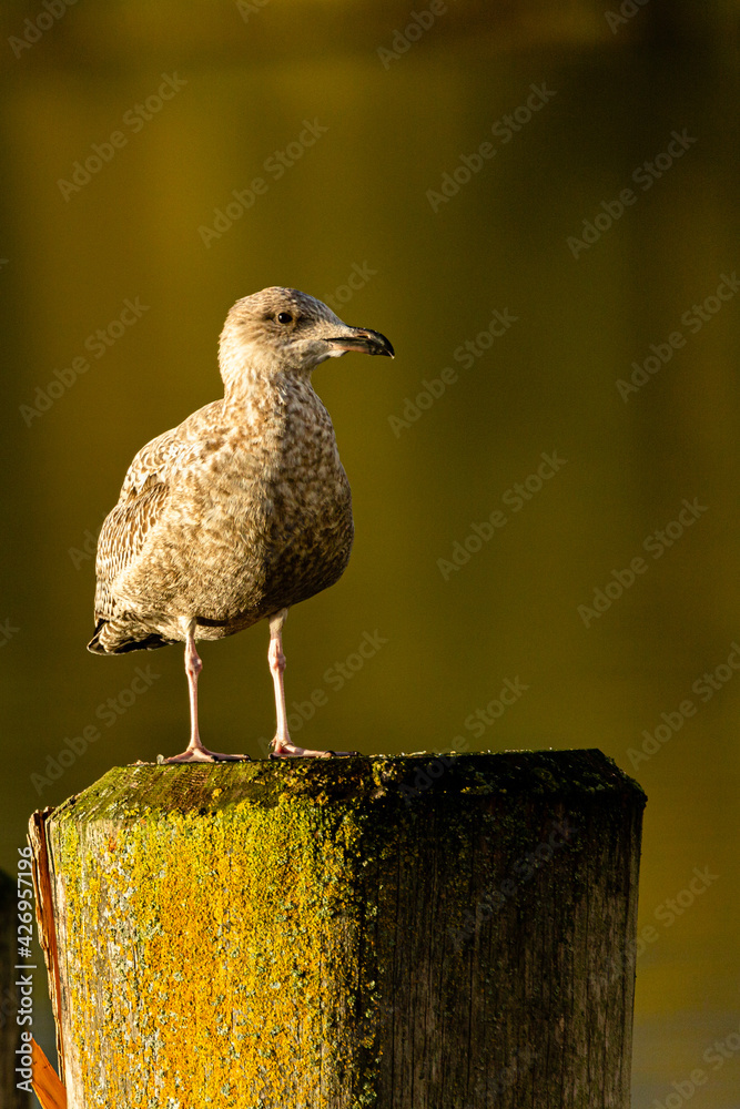 Fototapeta premium Möwe