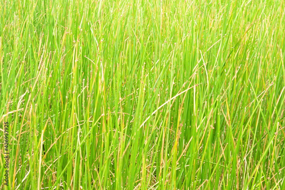 Obraz premium marsh grass