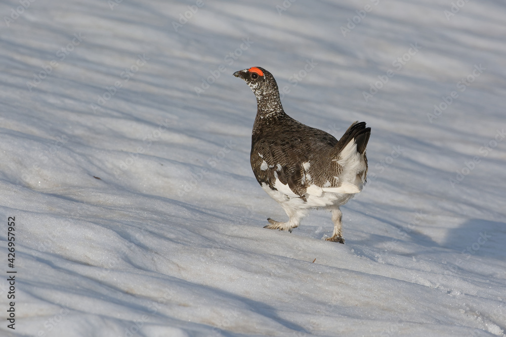 Rock Ptarmigan (Lagopus muta), male in summer plumage - Vanoise, Alps, France Rock Ptarmigan (Lagopus muta), male in summer plumage - Vanoise, Alps, France