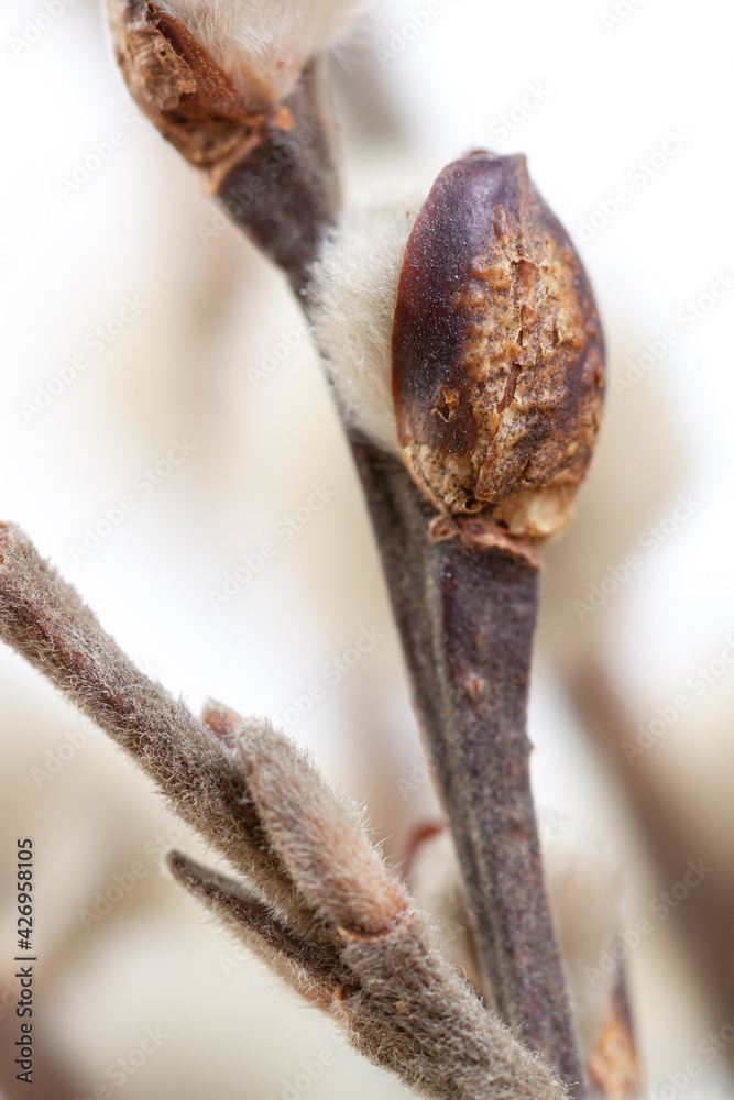 Pussy willow closed buds with branches vertical blur natural background macro Pussy willow closed buds with branches vertical blur natural background macro