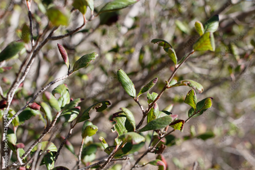 Simple alternate distally broad rounded proximally narrow rounded leaves of Western Mountain Mahogany, Cercocarpus Betuloides, Rosaceae, native shrub in Red Rock MRCA, Santa Monica Mountains, Winter. Simple alternate distally broad rounded proximally narrow rounded leaves of Western Mountain Mahogany, Cercocarpus Betuloides, Rosaceae, native shrub in Red Rock MRCA, Santa Monica Mountains, Winter.