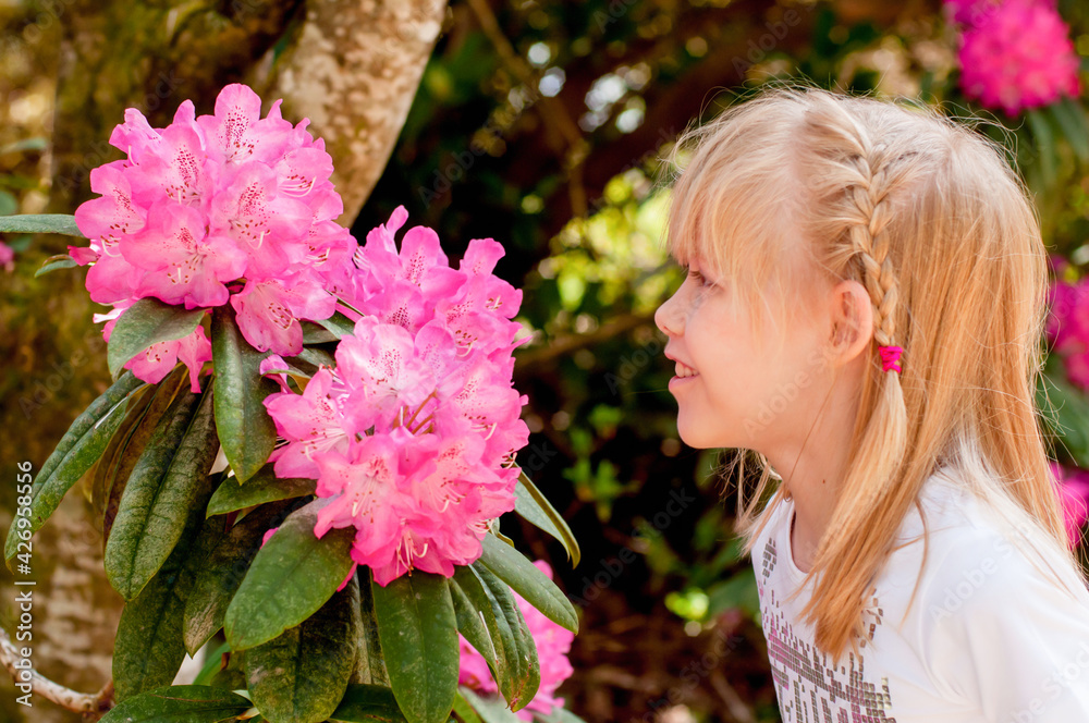 Little blonde girl looking on blooming pink Azalea or Rhododendron Little blonde girl looking on blooming pink Azalea or Rhododendron