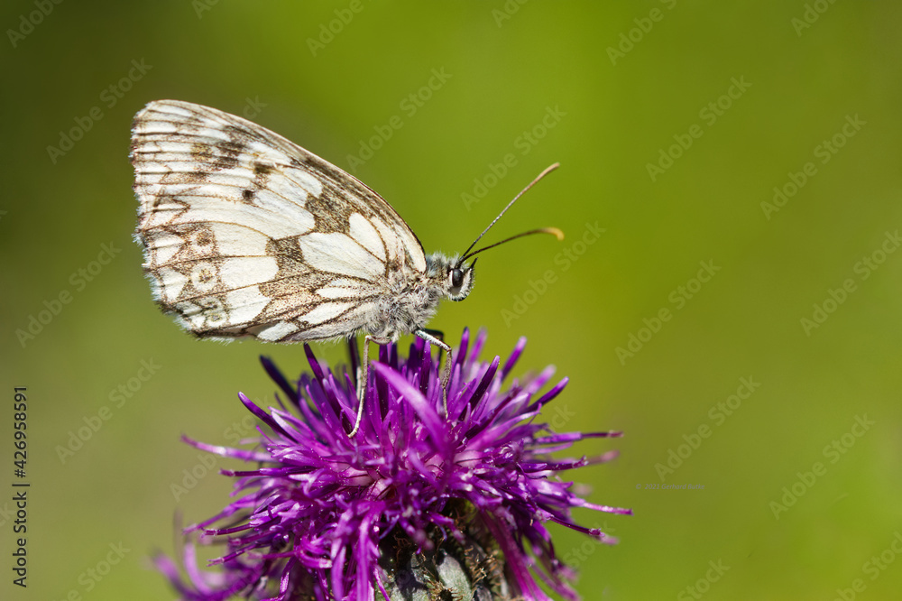 Schachbrett (Melanargia galathea) Schachbrett (Melanargia galathea)