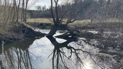 willow trees nearby the river lainsitz in the lower austrian region waldviertel photo