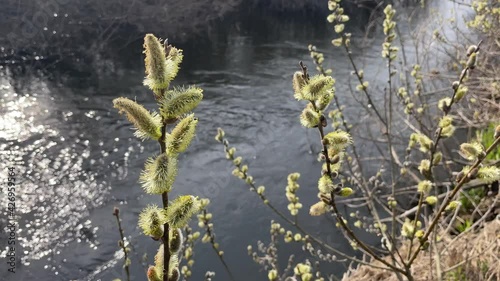 ussy willow trees, salix caprea, nearby the river lainsitz in the lower austrian region waldviertel photo