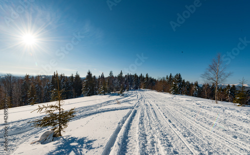 Bewitching view of the ski slope with a beautiful view of the snowy hill coniferous forest and sunny mountain ranges on a clear frosty day. Concept of relaxation in a ski resort. Place for text