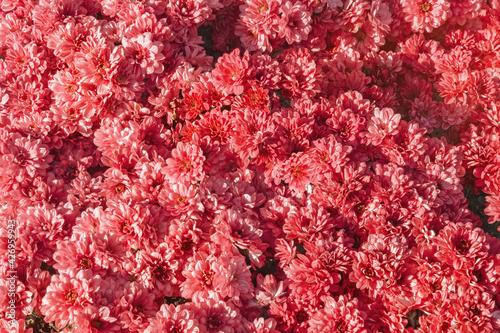 Beautiful floral background. Red chrysanthemum flowers  in garden on sunny day. Color tinting