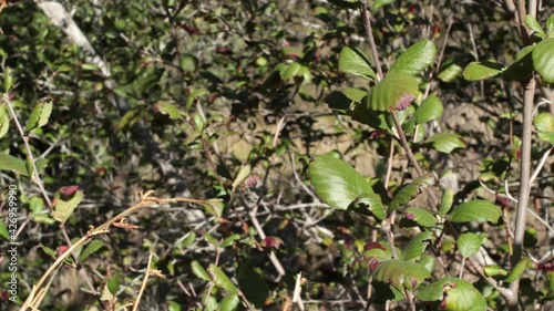 Simple alternate distally broad rounded proximally narrow rounded leaves of Western Mountain Mahogany, Cercocarpus Betuloides, Rosaceae, native shrub in Red Rock MRCA, Santa Monica Mountains, Winter. photo