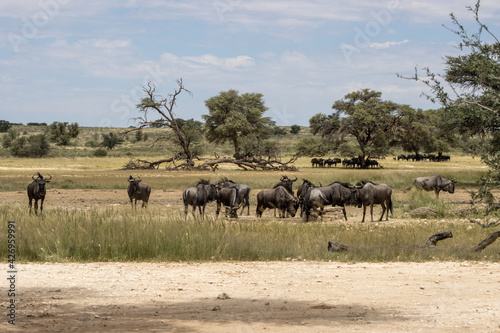 Herds of wildebeest in Kgalagadi kalahari, South Africa on a summers day