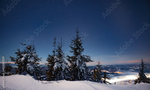 Mesmerizing night landscape snowy fir trees grow among snowdrifts against the backdrop of non-mountain ranges and a starry clear sky. Beauty concept of northern nature. Northern Lights Concept