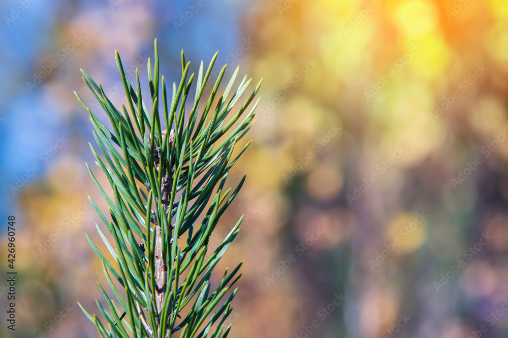 Green branch of an evergreen pine close up Green branch of an evergreen pine close up