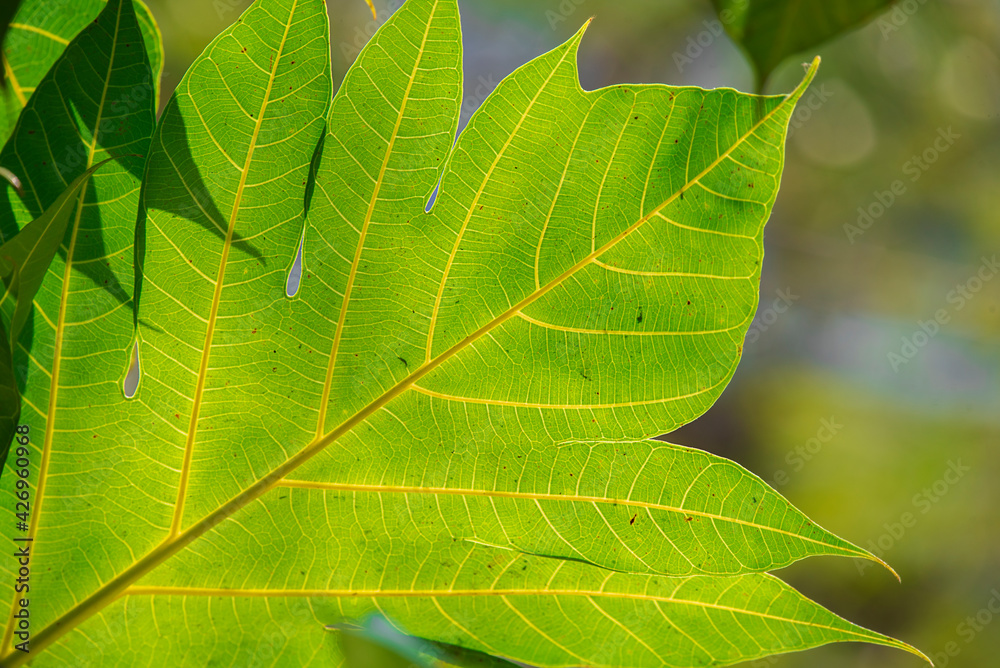 Green tree leaves on on blurred greenery background Green tree leaves on on blurred greenery background