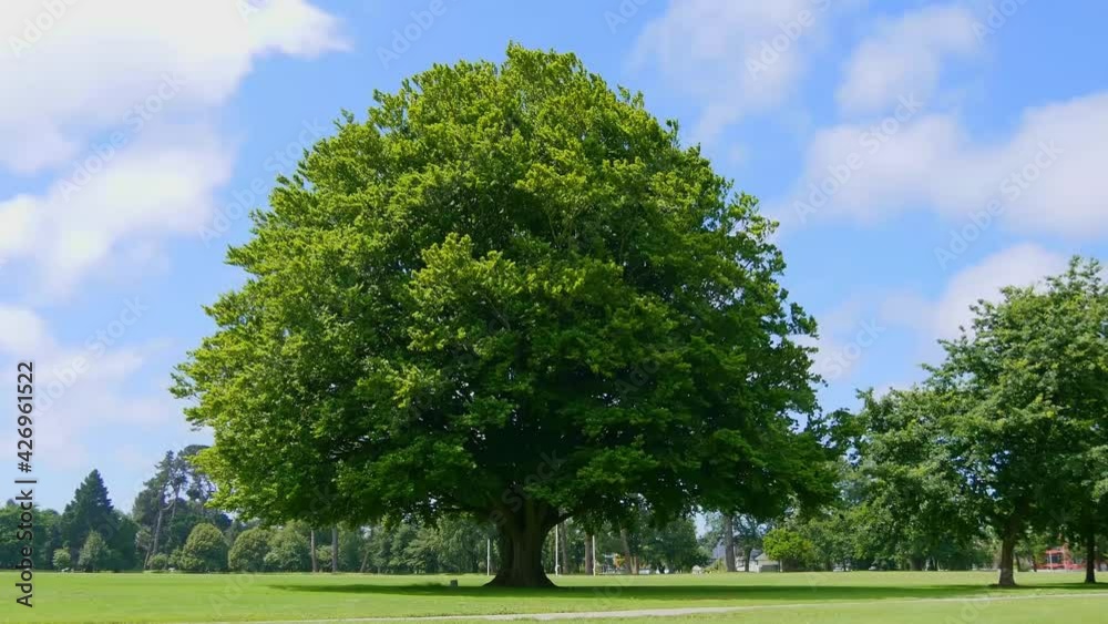 A big green tree on the grass in the park on a sunny day