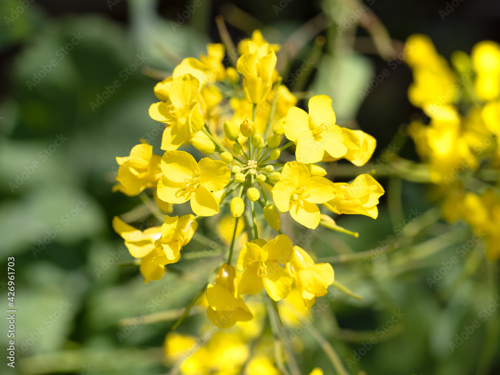 菜の花 菜の花