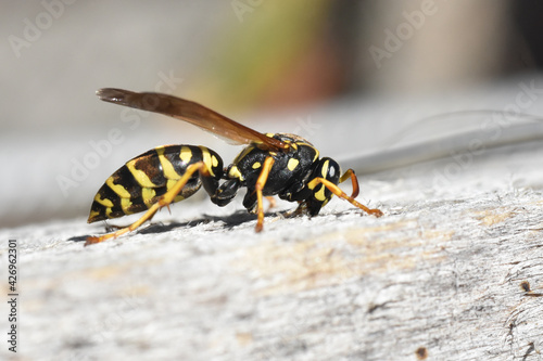 Female of European paper wasp. Close up detail shot of a black yellow wasp © Ivan