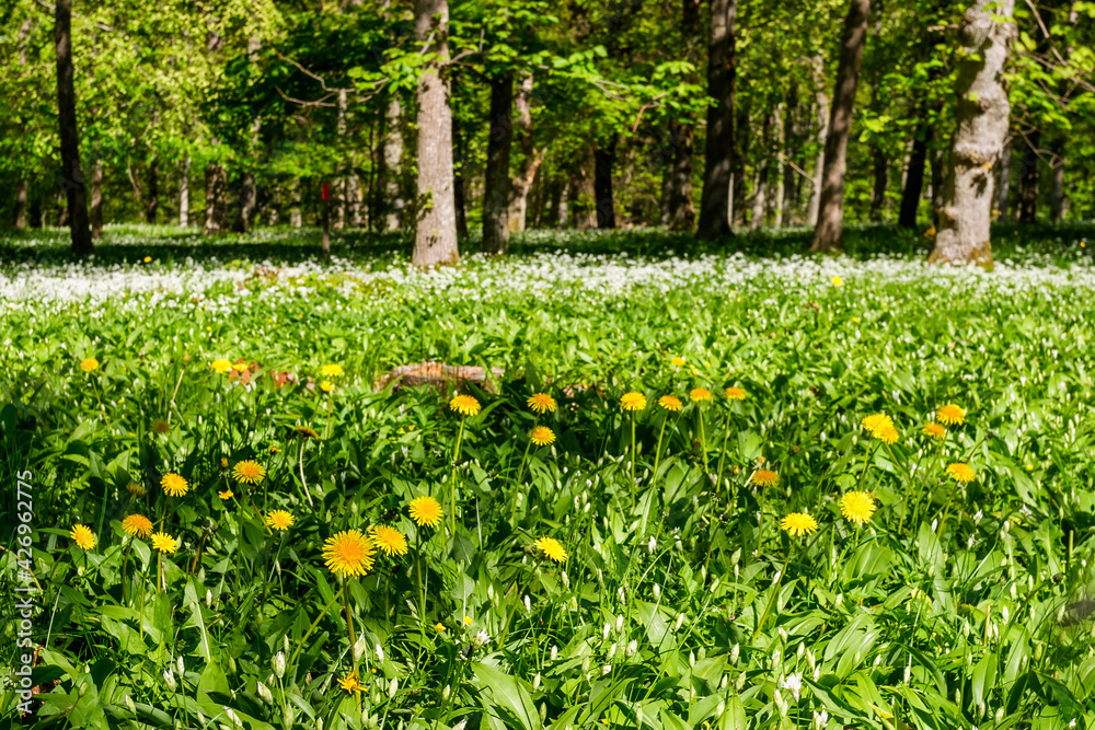 Fototapeta premium Dandelions and wild garlic flowers on a sunny meadow