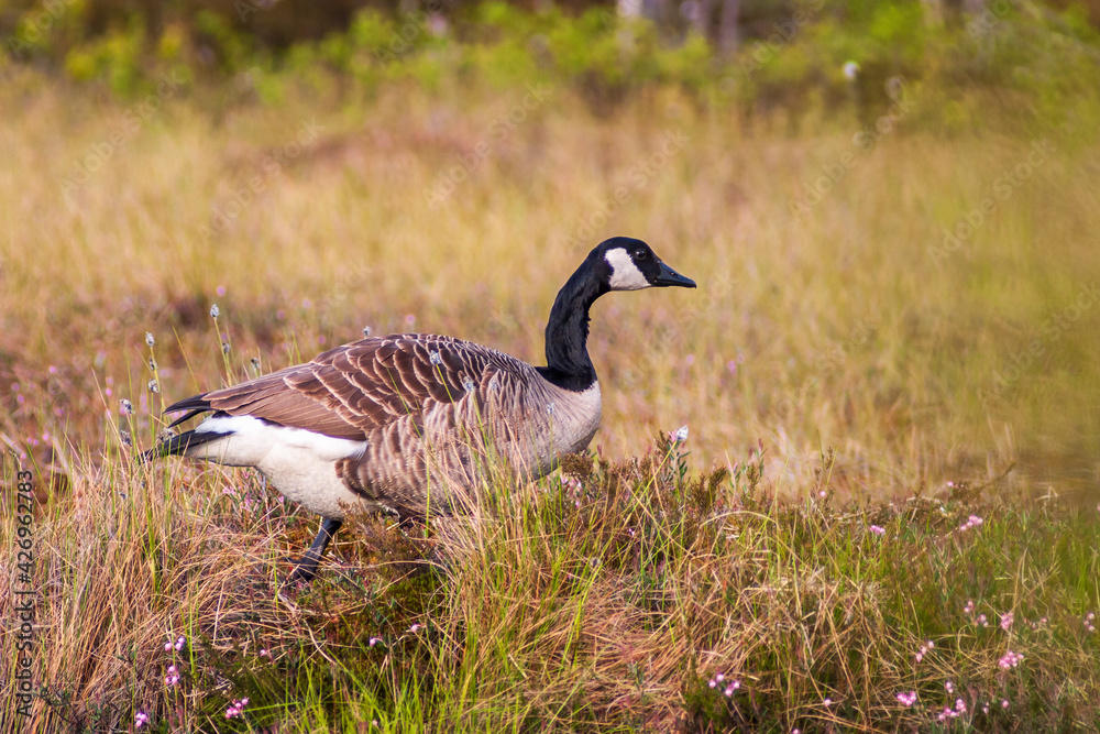 Canada goose walking on a bog Canada goose walking on a bog