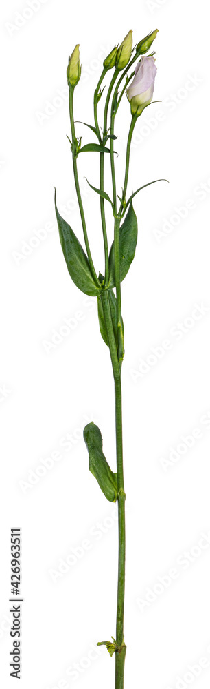 Side view of branch lisianthus of Eustoma. Isolated on a white background. Side view of branch lisianthus of Eustoma. Isolated on a white background.